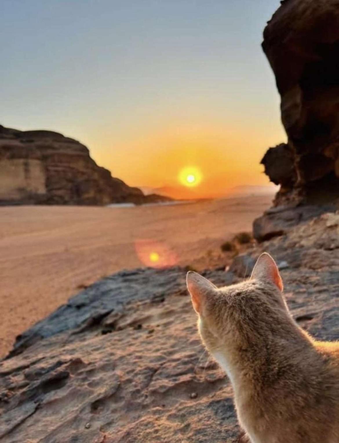 Wadi Rum Nature ภายนอก รูปภาพ
